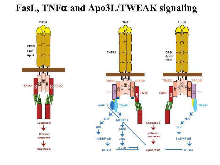 Fas. L, TNF and Apo 3 L/TWEAK signaling 