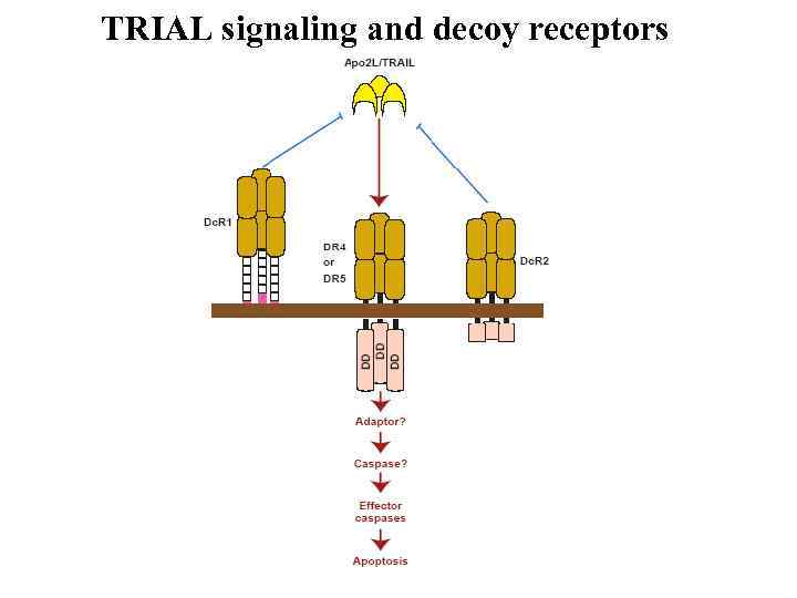 TRIAL signaling and decoy receptors 