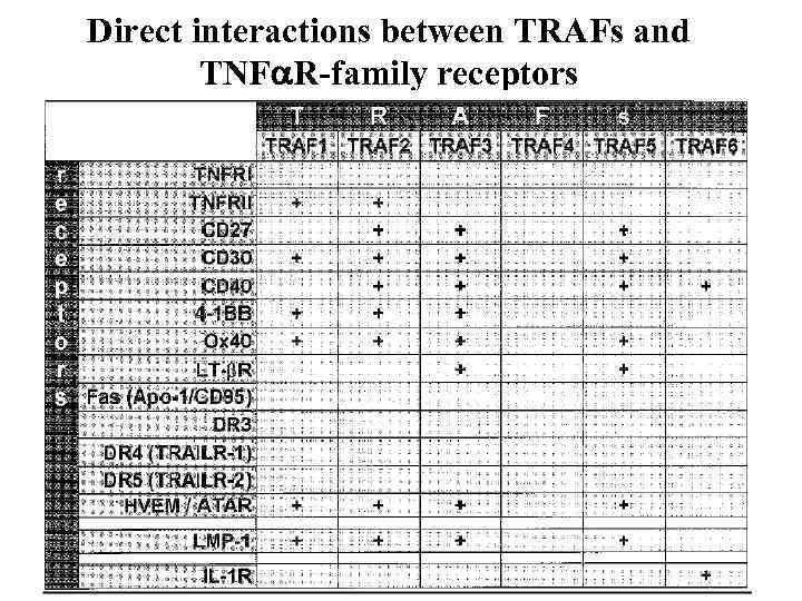 Direct interactions between TRAFs and TNF R-family receptors 
