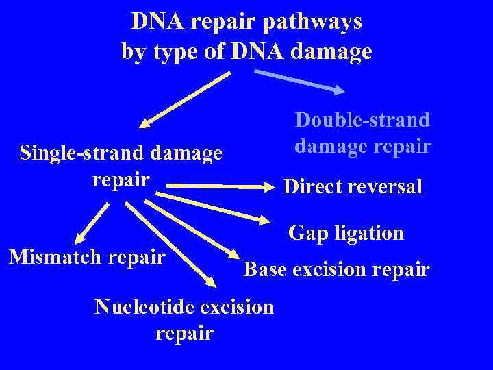 DNA repair pathways by type of DNA damage Double-strand damage repair Single-strand damage repair