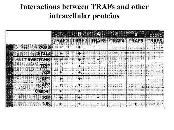 Interactions between TRAFs and other intracellular proteins 
