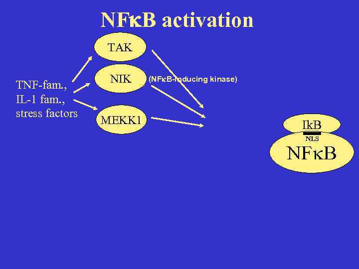 NF B activation TAK TNF-fam. , IL-1 fam. , stress factors NIK MEKK 1