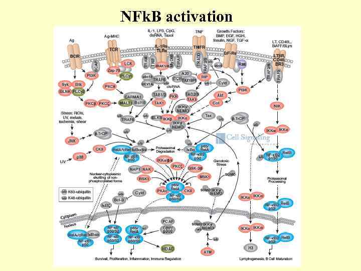 NFk. B activation 