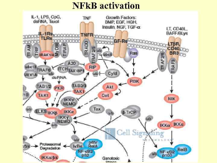 NFk. B activation 