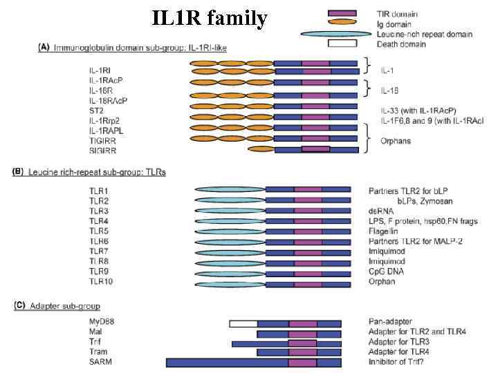 IL 1 R family 