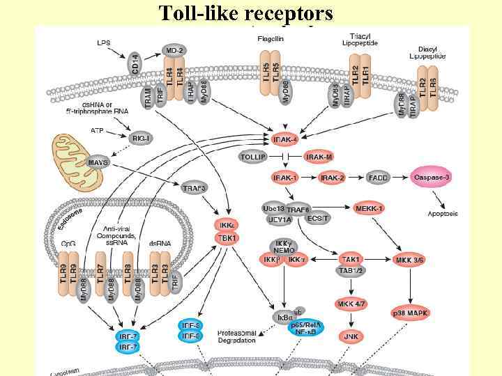 Toll-like receptors 