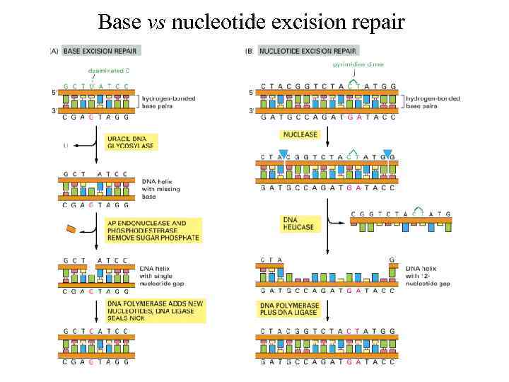 Base vs nucleotide excision repair 