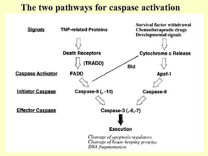 The two pathways for caspase activation 