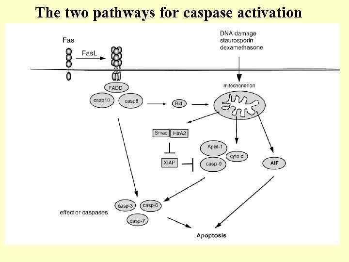 The two pathways for caspase activation 