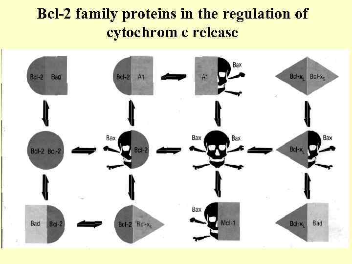 Bcl-2 family proteins in the regulation of cytochrom c release 