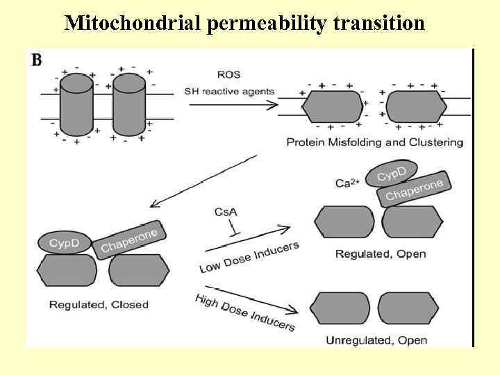 Mitochondrial permeability transition 