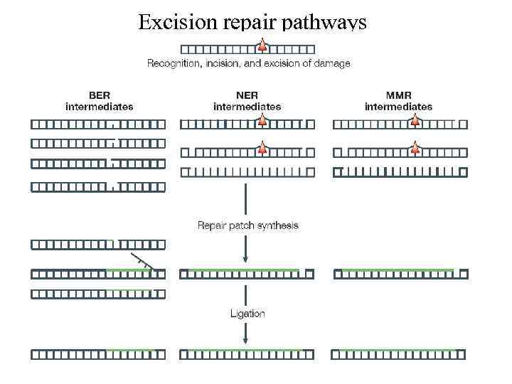 Excision repair pathways 