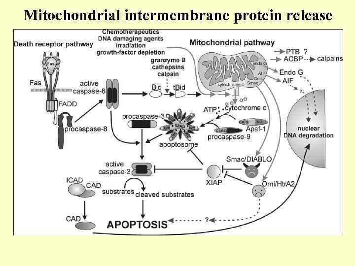 Mitochondrial intermembrane protein release 