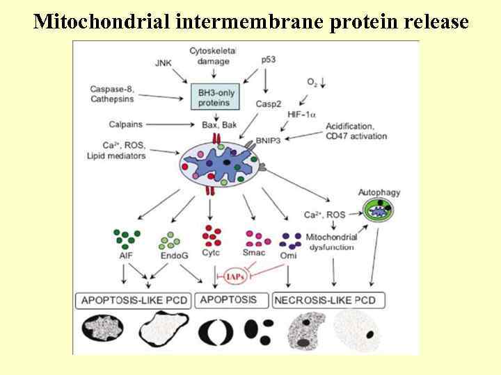 Mitochondrial intermembrane protein release 