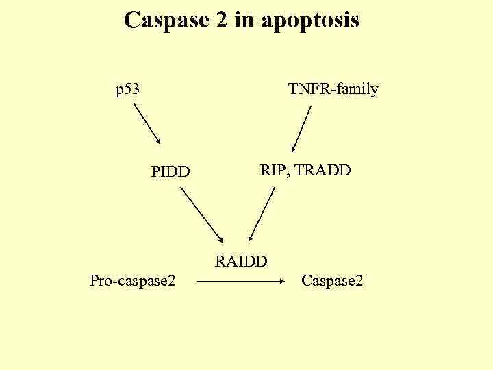 Caspase 2 in apoptosis p 53 TNFR-family PIDD RIP, TRADD RAIDD Pro-caspase 2 Caspase