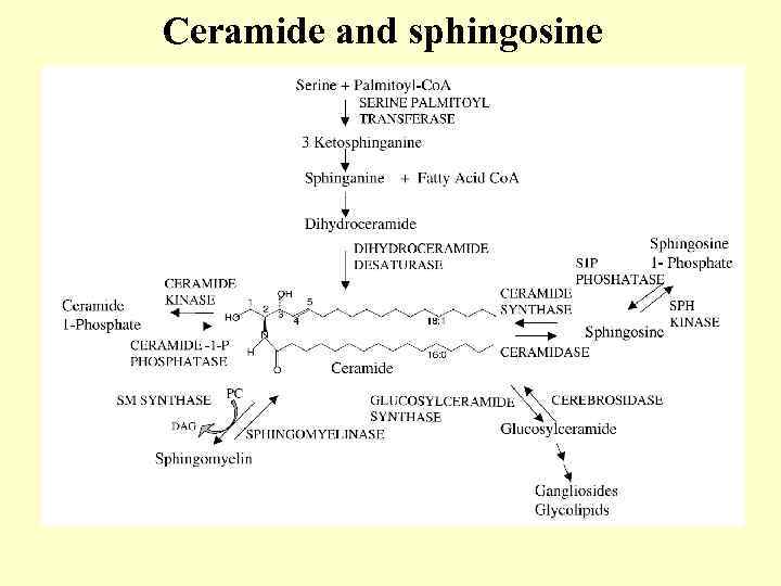 Ceramide and sphingosine 