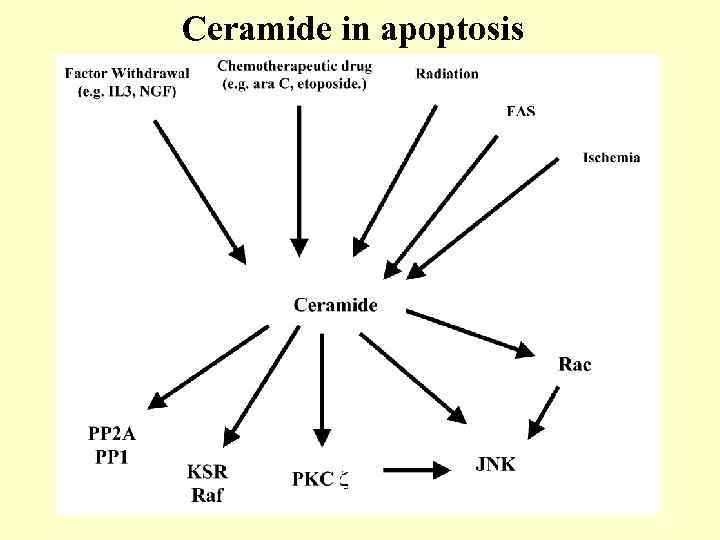 Ceramide in apoptosis 