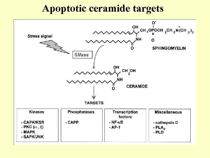 Apoptotic ceramide targets 