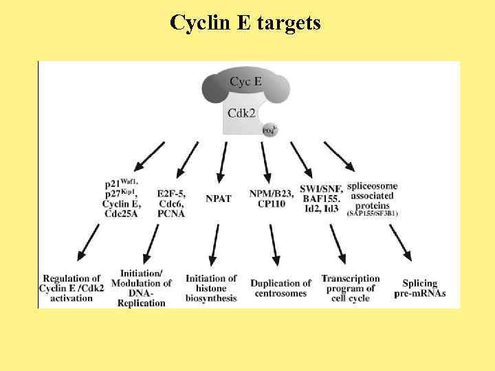 Cyclin E targets 