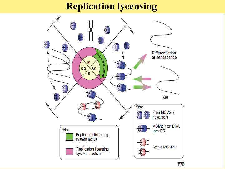 Replication lycensing 