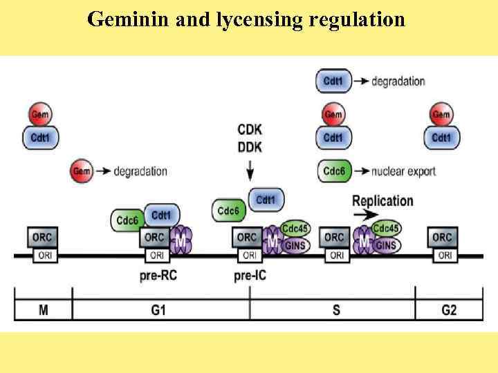 Geminin and lycensing regulation 