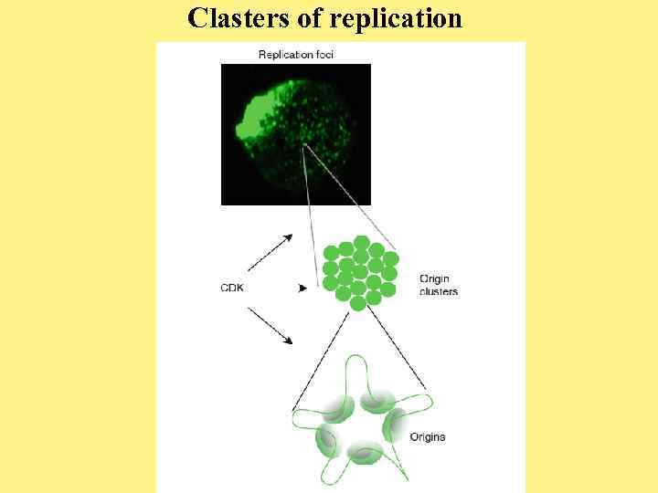 Clasters of replication 