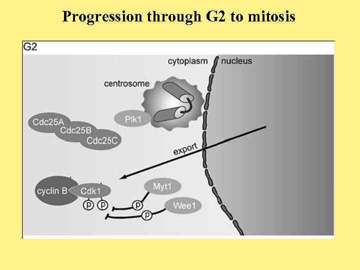 Progression through G 2 to mitosis 