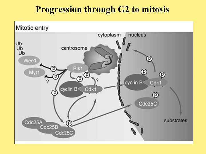 Progression through G 2 to mitosis 