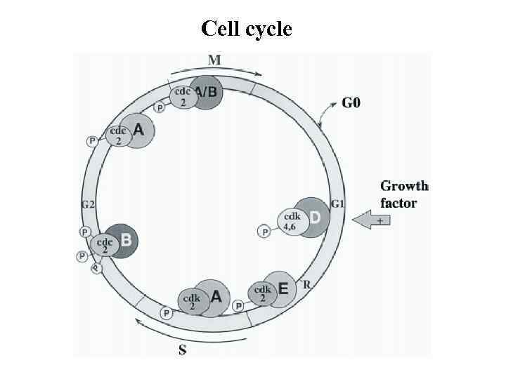 Cell cycle 