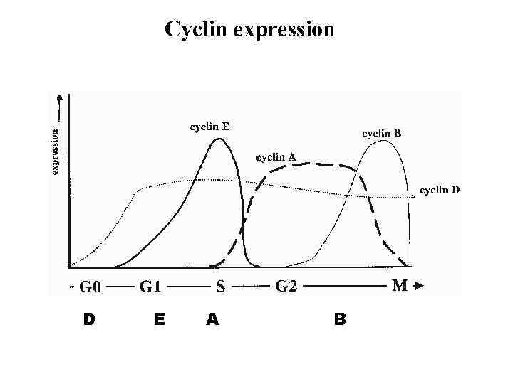 Cyclin expression D E A B 