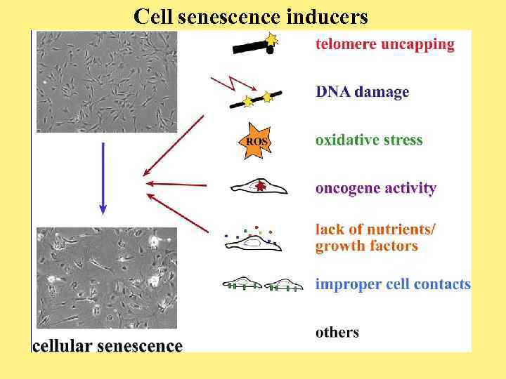 Cell senescence inducers 