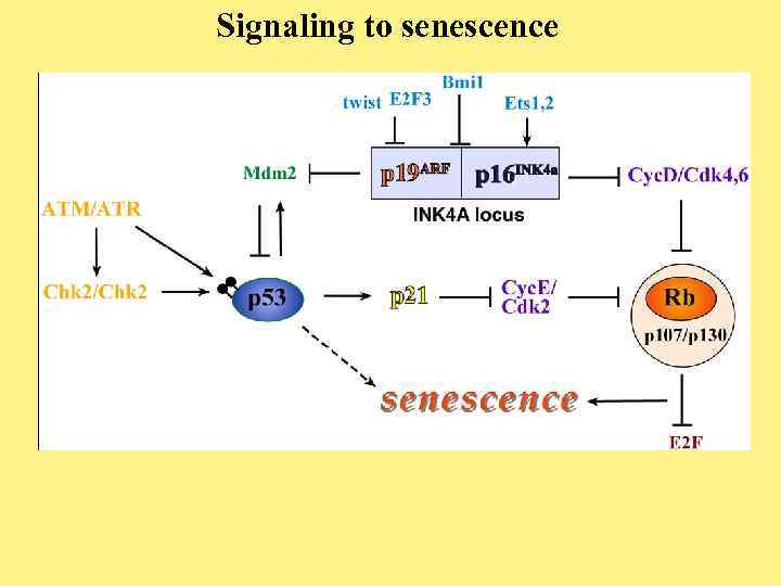 Signaling to senescence 