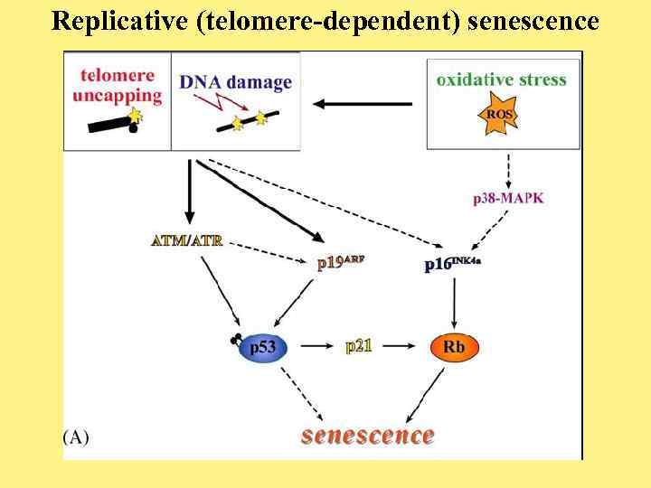 Replicative (telomere-dependent) senescence 