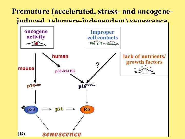 Premature (accelerated, stress- and oncogeneinduced, telomere-independent) senescence 