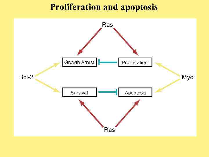Proliferation and apoptosis 