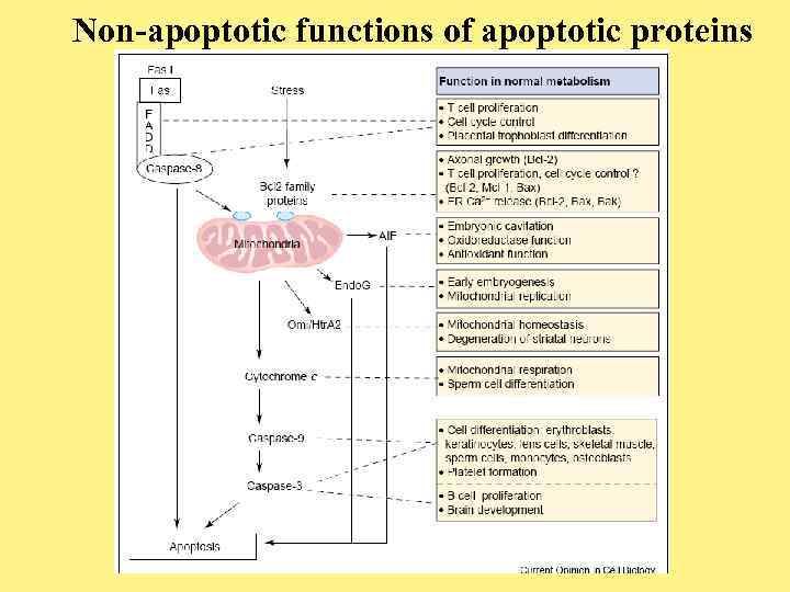 Non-apoptotic functions of apoptotic proteins 