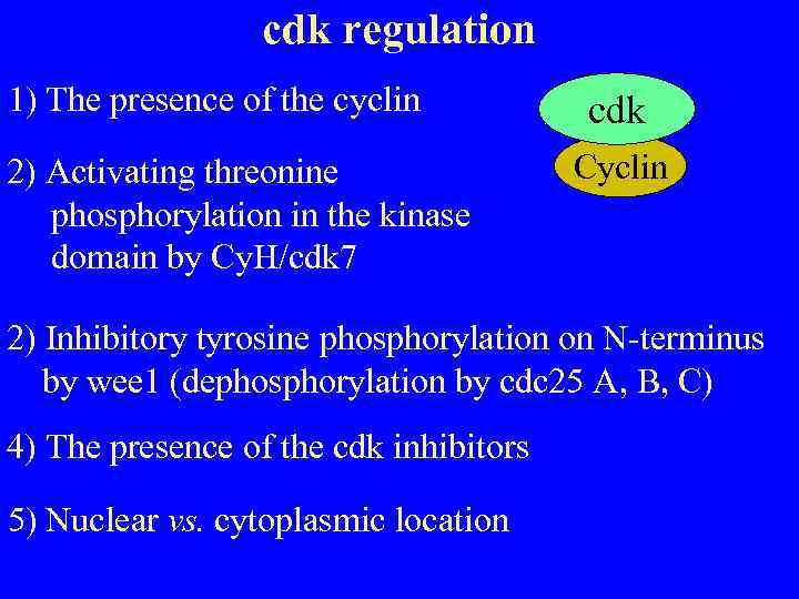 cdk regulation 1) The presence of the cyclin 2) Activating threonine phosphorylation in the