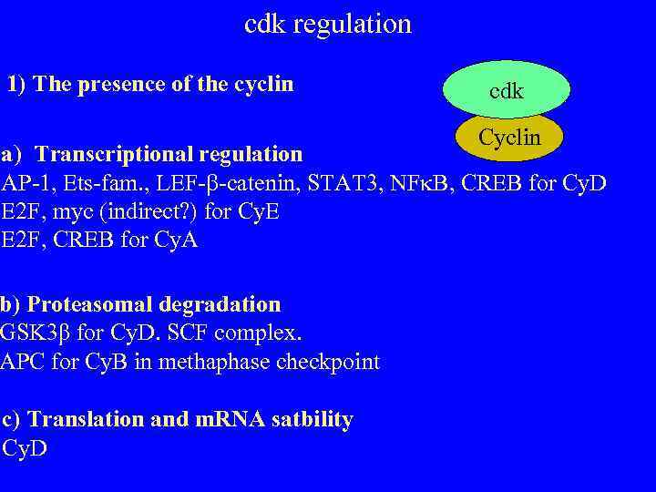 cdk regulation 1) The presence of the cyclin cdk Cyclin a) Transcriptional regulation AP-1,