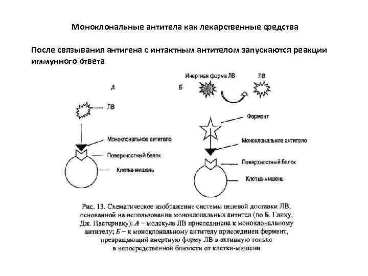 Моноклональные антитела как лекарственные средства После связывания антигена с интактным антителом запускаются реакции иммунного
