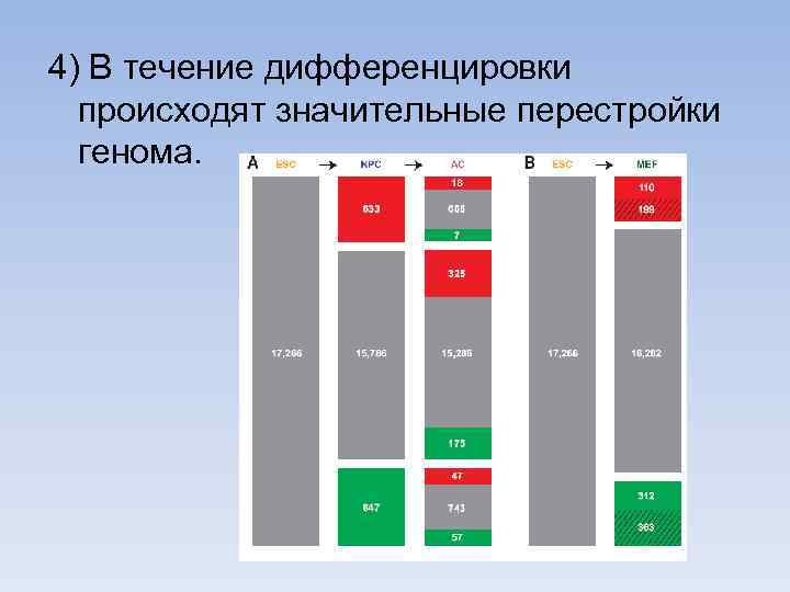 4) В течение дифференцировки происходят значительные перестройки генома. 