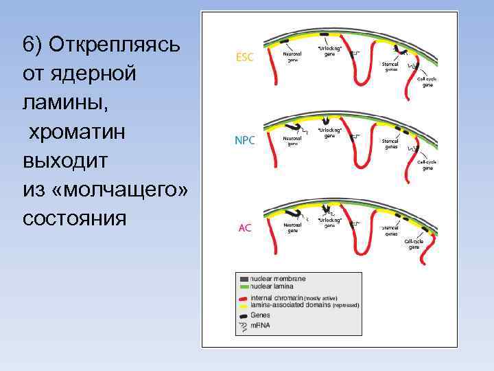 6) Открепляясь от ядерной ламины, хроматин выходит из «молчащего» состояния 