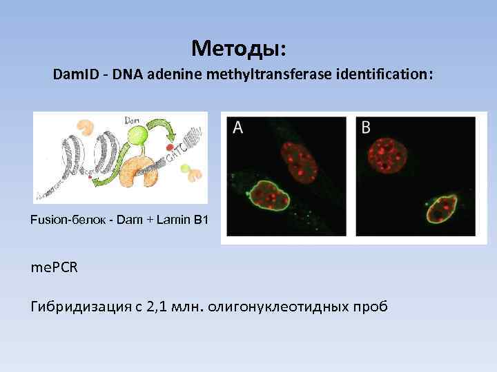 Методы: Dam. ID - DNA adenine methyltransferase identification: Fusion-белок - Dam + Lamin B