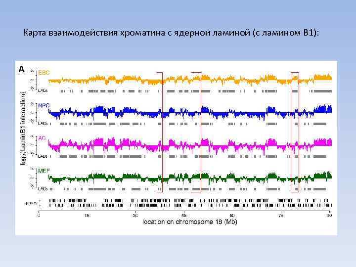 Карта взаимодействия хроматина с ядерной ламиной (c ламином В 1): 