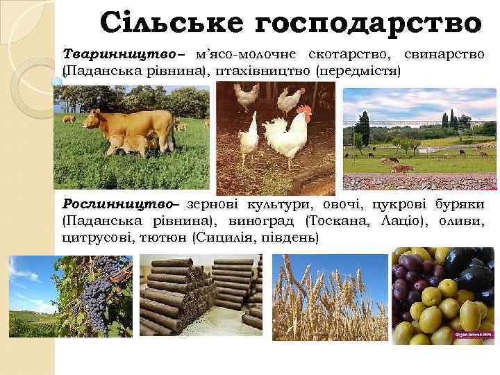 Сільське господарство Тваринництво – м’ясо-молочне скотарство, свинарство (Паданська рівнина), птахівництво (передмістя) Рослинництво– зернові культури,