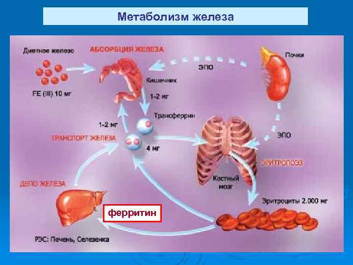 Обмен веществ железа. Метаболизм железа. Внутриклеточный метаболизм железа. Метаболизм ферритина. Белковый обмен железы.