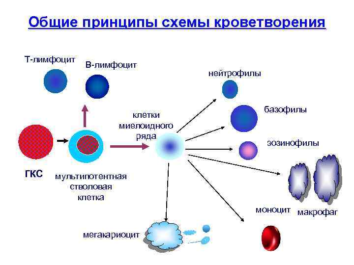 Общие принципы схемы кроветворения Т лимфоцит В лимфоцит клетки миелоидного ряда ГКС нейтрофилы базофилы