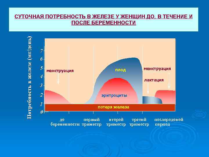 Потребность в железе (мг/день) СУТОЧНАЯ ПОТРЕБНОСТЬ В ЖЕЛЕЗЕ У ЖЕНЩИН ДО, В ТЕЧЕНИЕ И