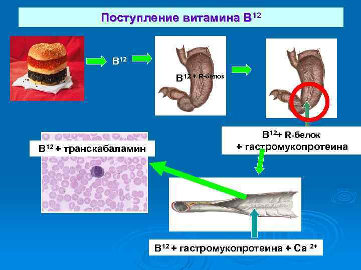 Поступление витамина В 12 + R-белок В 12 + транскабаламин В 12+ R-белок +