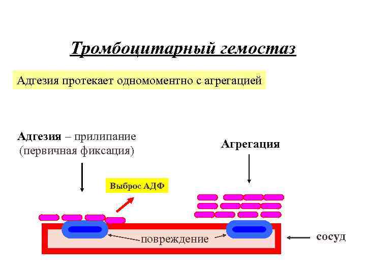 Тромбоцитарный гемостаз Адгезия протекает одномоментно с агрегацией Адгезия – прилипание (первичная фиксация) Агрегация Выброс