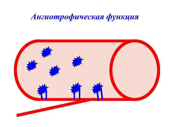 Ангиотрофическая функция 